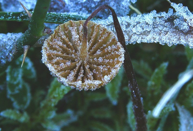 ORA...... arrivato l''inverno.....